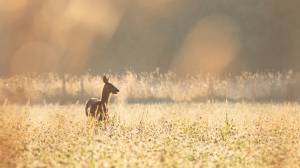 Pierre THOBIE - PIERRE THOBIE PHOTOGRAPHE